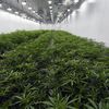 Want To Grow Medical Marijuana At Home? NY Cannabis Board Just Gave You The Greenlight